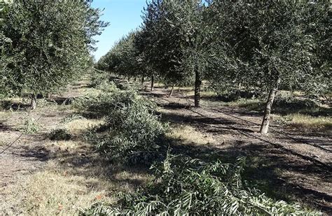 Un hombre murió electrocutado en una finca de Lavalle donde se cultivan