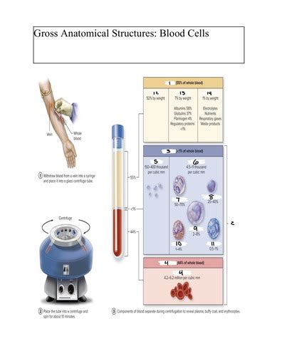 Blood Lab Flashcards Quizlet