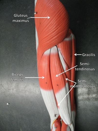 Gracilis Model