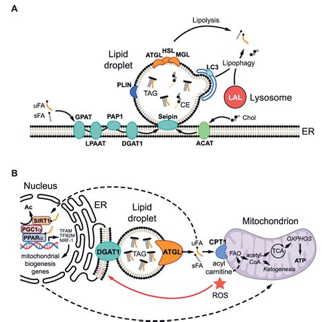 Figure From Functions Of Stress Induced Lipid Droplets In The Nervous