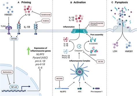 The Nlrp Inflammasome Pathway A Two Signal Model For Nlrp