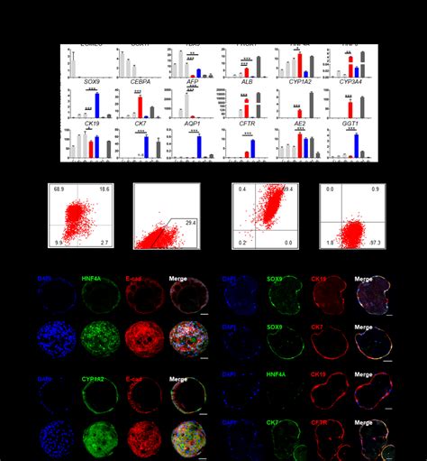 Figure S3 Characterization Of Ipsc Hensc Derived Hepatic Cells Download Scientific Diagram