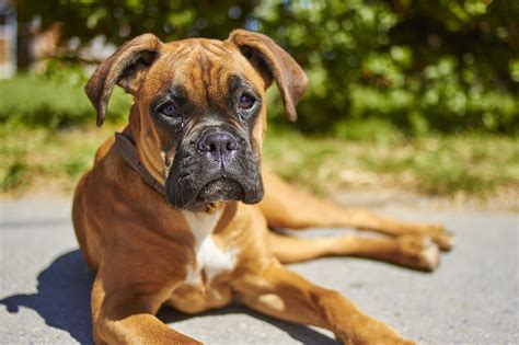 Cute Boxer Puppy On A Sunny Day Boxer