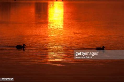 453 Duck Silhouette Reflection Stock Photos, High-Res Pictures, and ...