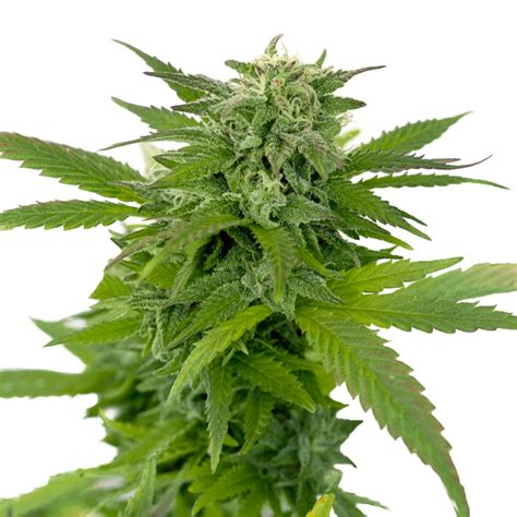 Ganja Dwarf Autoflower Seeds Online