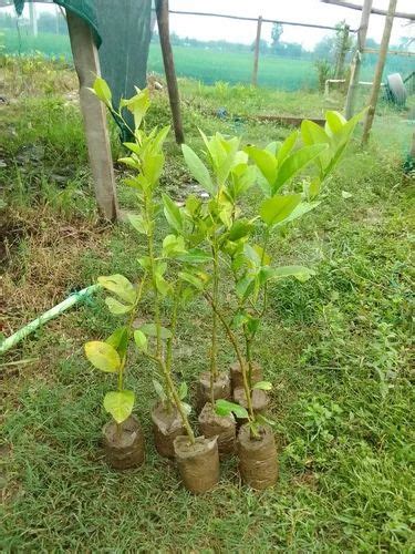 Grafting Full Sun Exposure Kagzi Grafted Lemon Plant For Fruits At Rs