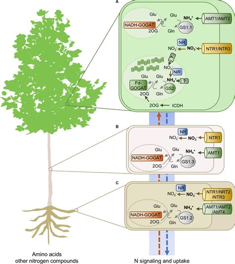 Frontiers Nitrogen Metabolism And Biomass Production In Forest Trees