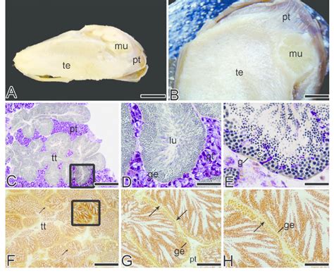 Macroscopic And Microscopic Features Of A Testis Of The Golden Mussel