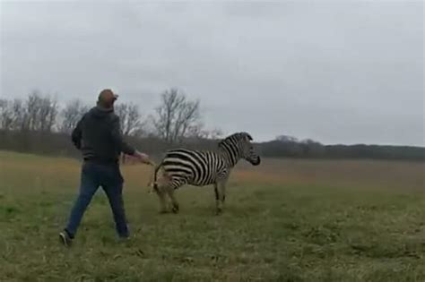 Zebra Napravila Haos Na Ulici