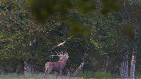 Cerfs Cors Lapproche Ou Laff T Dans Lh Rault Chasse Et