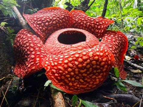 pengertian cagar alam fungsi kriteria contohnya lengkap