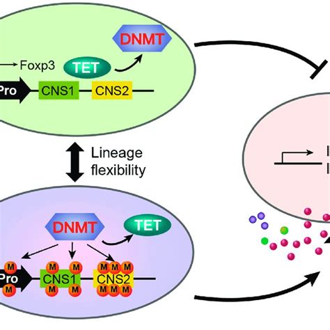 Pdf Dna Methylation In Regulatory T Cell Differentiation And Function