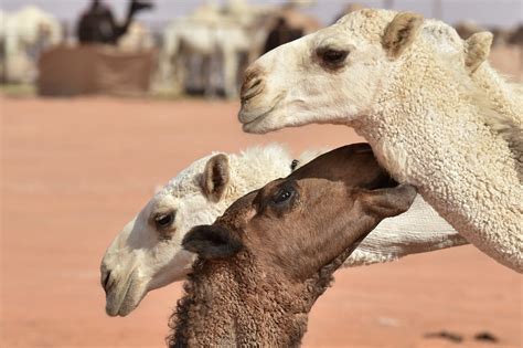 Queens Of The Desert Saudi Camel Beauty Pageant Hit By Cheating