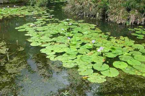 Nymphaea caerulea