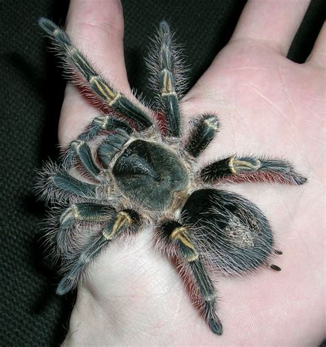 Grammostola Pulchripes