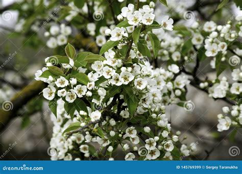 Ramos De Rvore De Floresc Ncia Da Pera Em Um Jardim Da Mola Em Umas