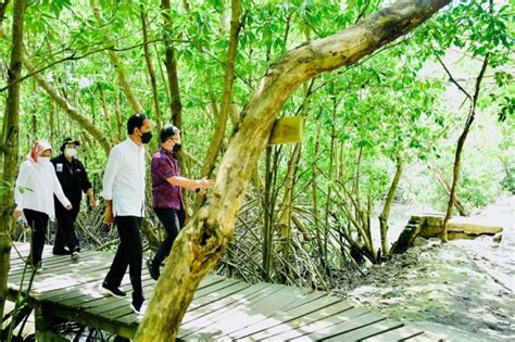 G20 Summit To Visit Balis Mangrove Forest Bali Discovery