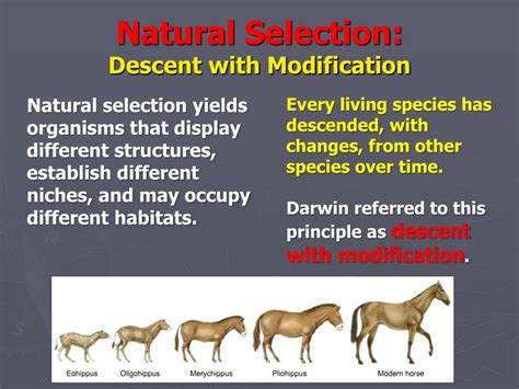 Descent With Modification From A Common Ancestor / Hasan's Thoughts ...