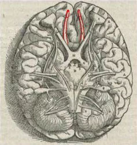 17 Facts About Olfactory Bulb Factsnippet