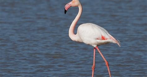 Raw Birds GREATER FLAMINGO Adult Phoenicopterus Roseus Charco De