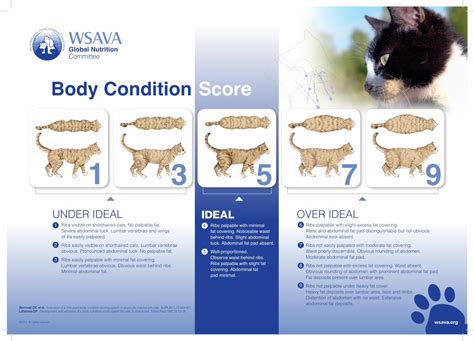 (PDF) Cat Body Condition Score Chart - DOKUMEN.TIPS