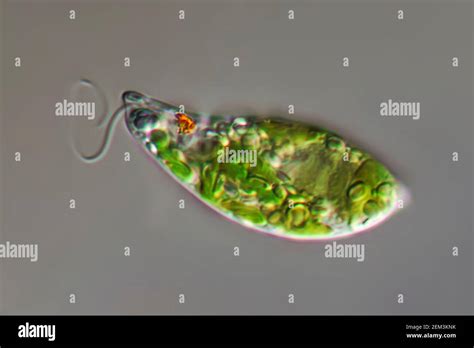 Euglenoid Flagellate Euglena Gracilis Differential Interference