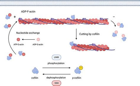 Cofilin Regulates Tumor Migration And Invasion Represented By Glioma