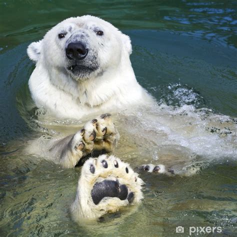Wall Mural Polar bear swimming - PIXERS.UK