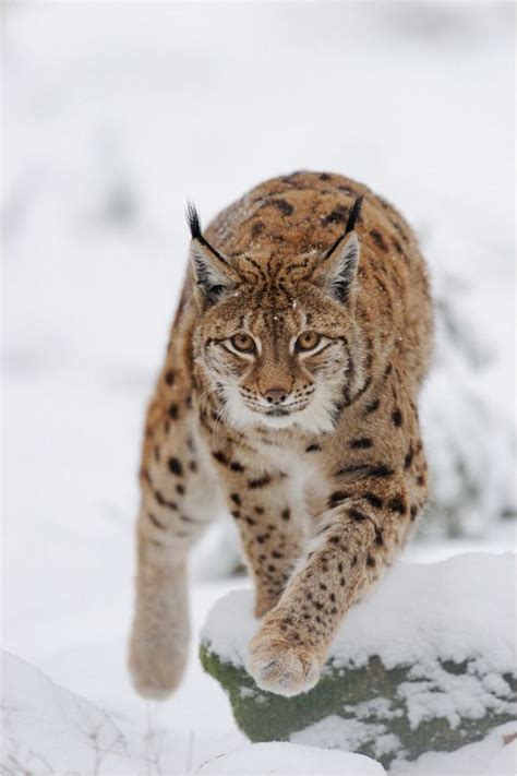 1000+ images about Lynx, rys on Pinterest | Animal photography, Pets ...
