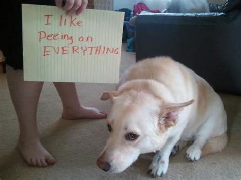 Bad Dogs Publicly Shamed 45 Pics