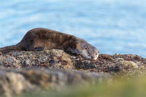 Sea Otter Resting on Seaside Rock Stock Image - Image of animal, coasts: 249399513