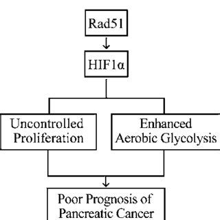 Schematic Representation Of A Model Illustrating The Mechanism By Which