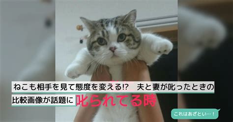 ねこも相手を見て態度を変える 夫と妻が叱ったときの比較画像が話題に Togetter