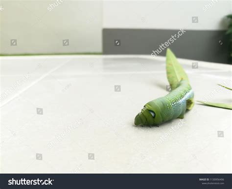 Oleander Hawkmoth Caterpillar Eating Leaf Stock Photo