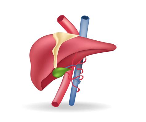 Ilustração 3d Plana Isométrica Do Conceito De Anatomia Dos Vasos Sanguíneos Para O Fígado