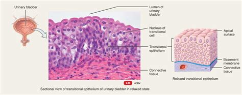 Epithelial Tissues - Anatomy 3611 with Bauer/cooke/weinhaus at University of Minnesota - Twin ...