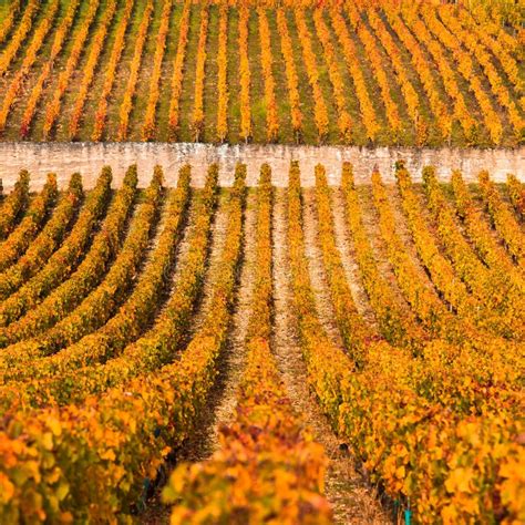 Vinhedos No Outono La Rioja Espanha Imagem De Stock Imagem De