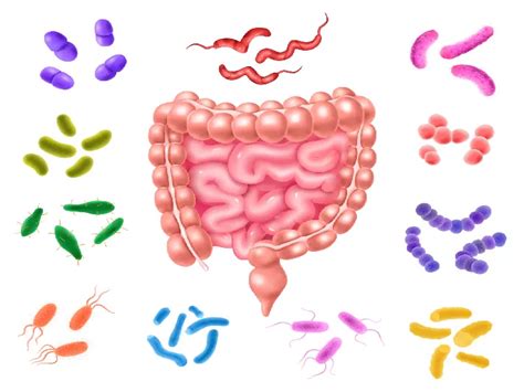 Small Intestinal Bacterial Overgrowth | Dr. Datta Ram Explains