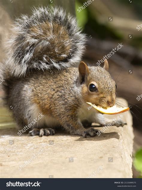 Baby Squirrel Mouthful Food Looking Camera Stock Photo 2115099575