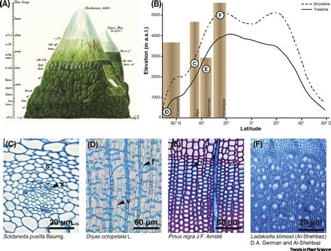 New Evidence Of Thermally Constrained Plant Cell Wall Lignification Trends In Plant Science