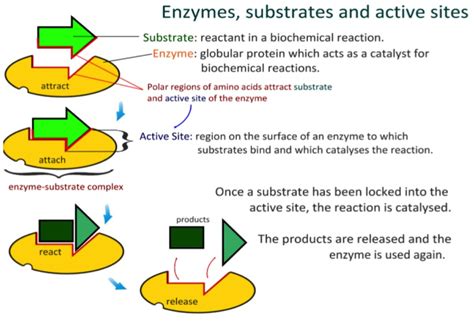 How Do Enzymes Accomplish Their Function at pauldwoodfino blog