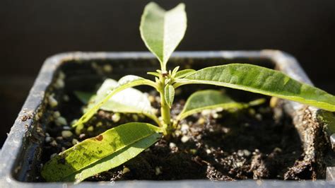 Bouturage Verdurable vous explique les 4 conseils clés