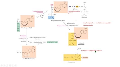 Synthesis S Adenosylmethionine Síntesis S Adenosilmetionina Bioquimica