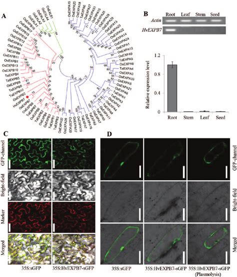 Phylogenetic Tree Tissue Expression Pattern And Subcellular