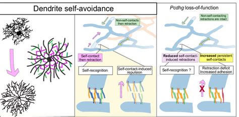 Model For Pcdhg Dependent Dendrite Self Avoidance And Selfnon Self