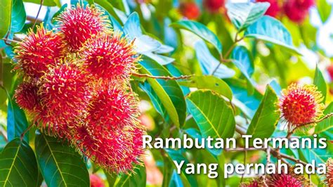 Panen Rambutan Binjai Di Kebun Petik Buah Rambutan Youtube