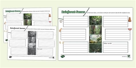 Rainforest Senses Mind Map Hecho Por Educadores Twinkl