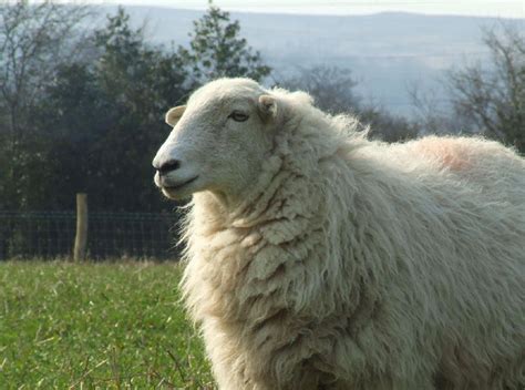 Welsh Mountain Sheep | Oklahoma State University