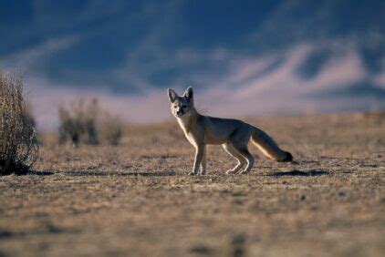 Carrizo Plain | Los Padres ForestWatch