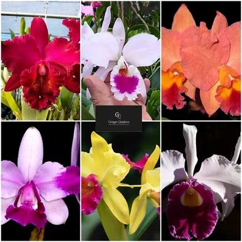 Kit 05 Mudas Adultas Orquídeas Cattleya Promocao Frete grátis